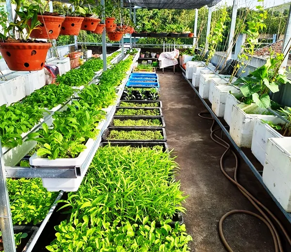 Mô hình nuôi ngỗng kết hợp làm cảnh, giữ nhà và phong thủy