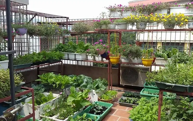 Nuôi Gà Trồng Rau Trên Sân Thượng