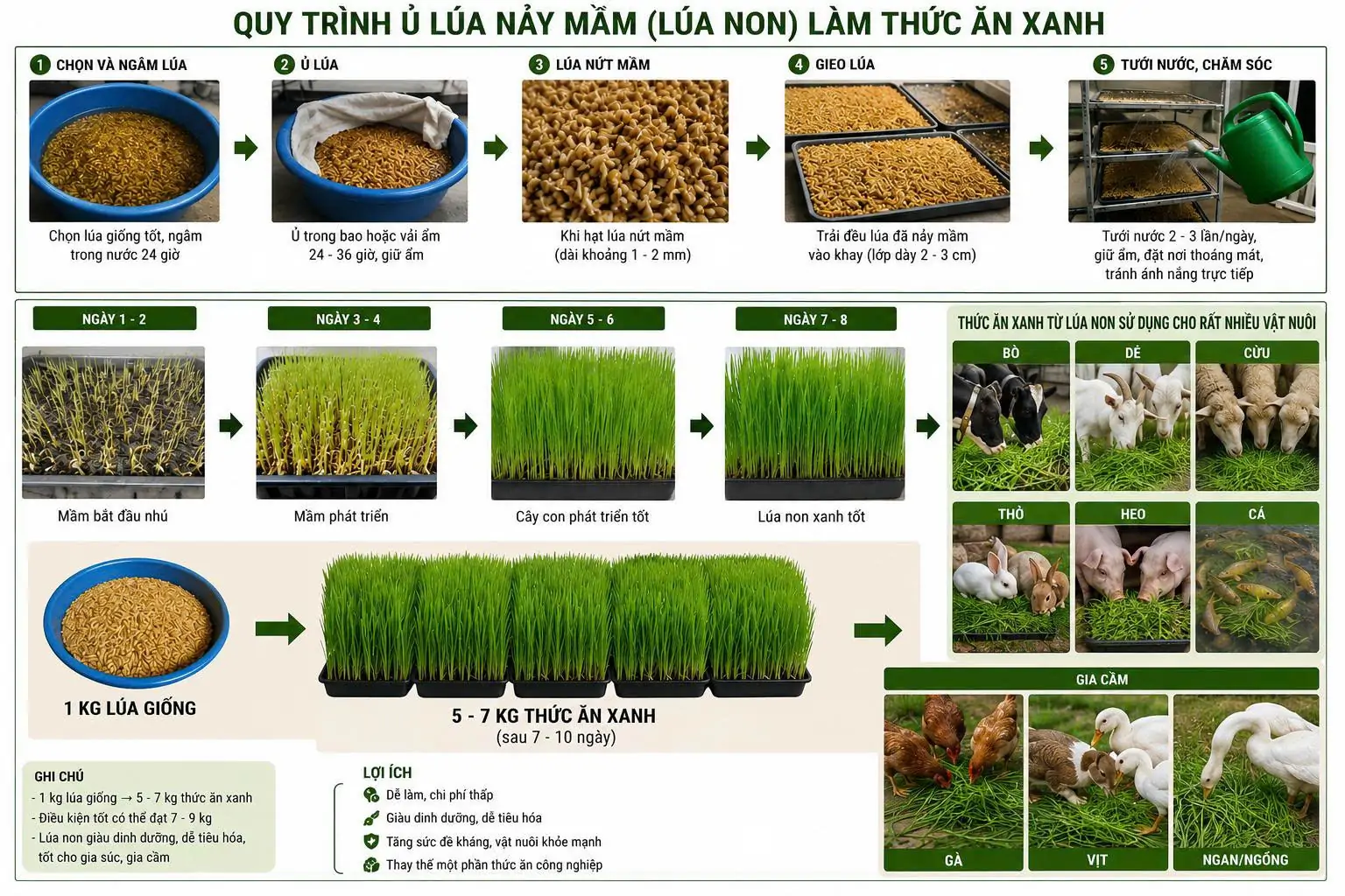 Quy Trình Sản Xuất Lúa Non Cho Gia Súc Gia Cầm