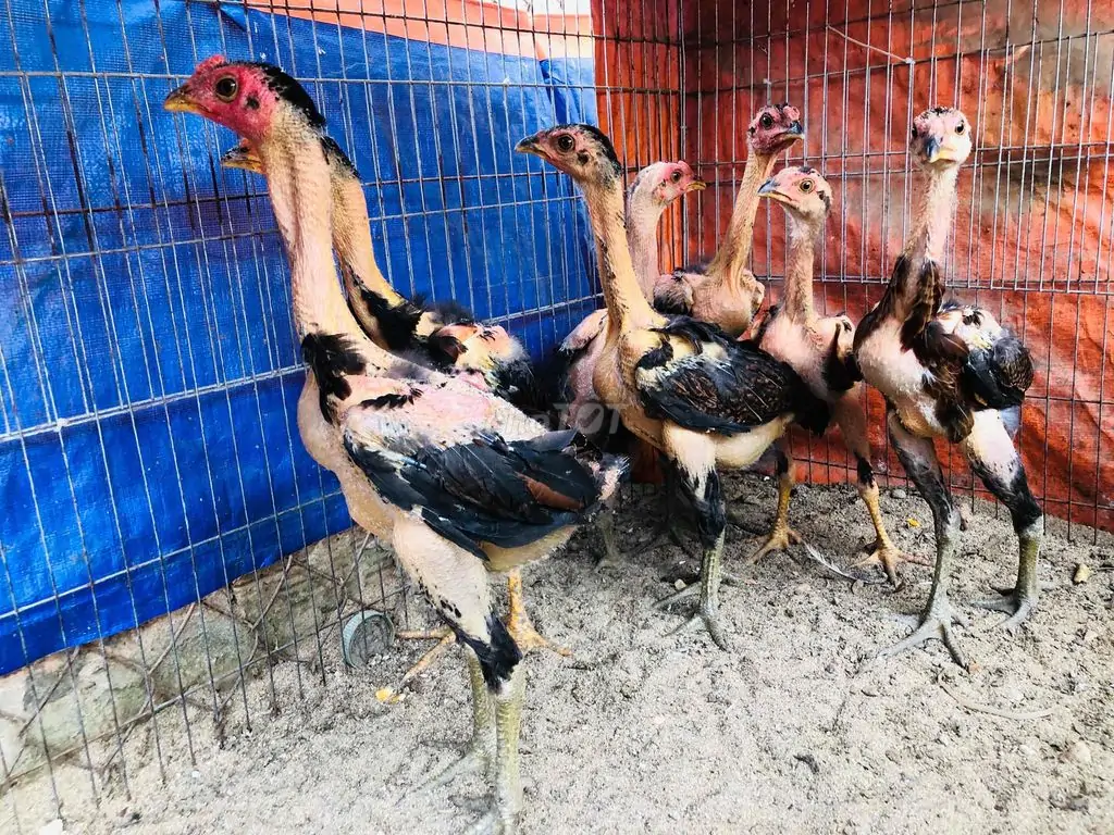 Mua g&agrave; n&ograve;i đ&ograve;n giống ở đ&acirc;u uy t&iacute;n