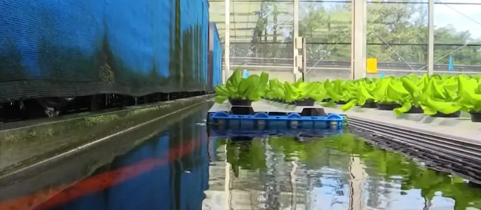 Thực phẩm sạch