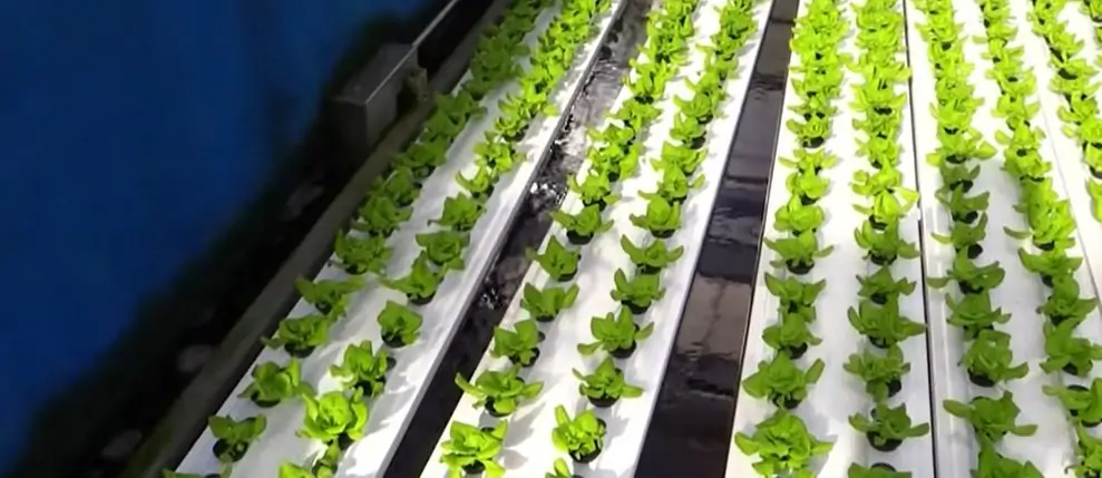 Thực phẩm sạch