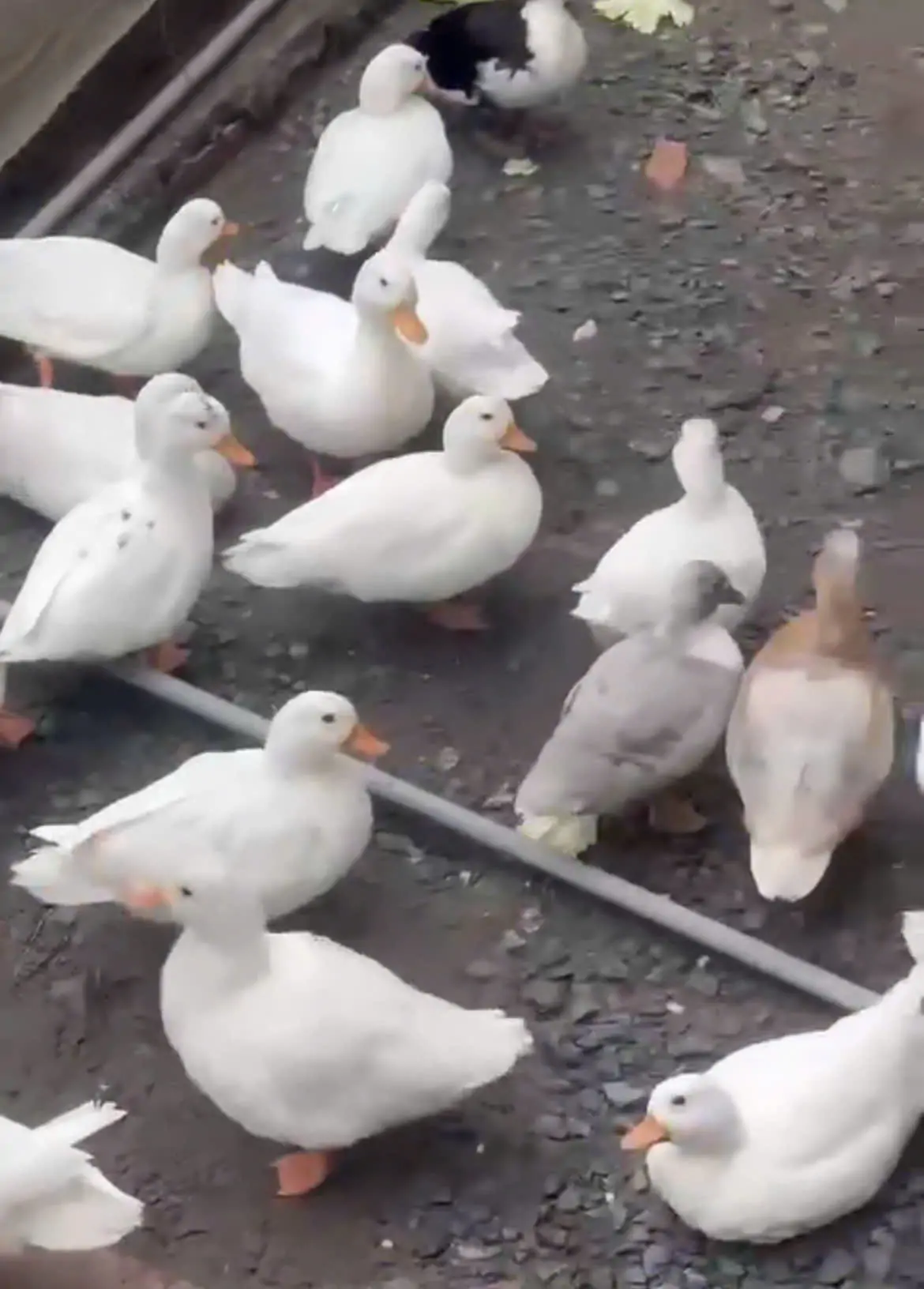 nuôi vịt Call Duck tại nhà