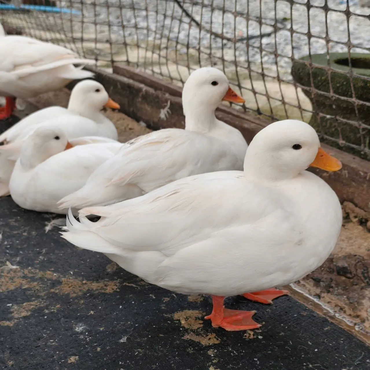 Kỹ thuật nuôi gà Kỳ Lân kiểng tại nhà – Dễ hay khó?