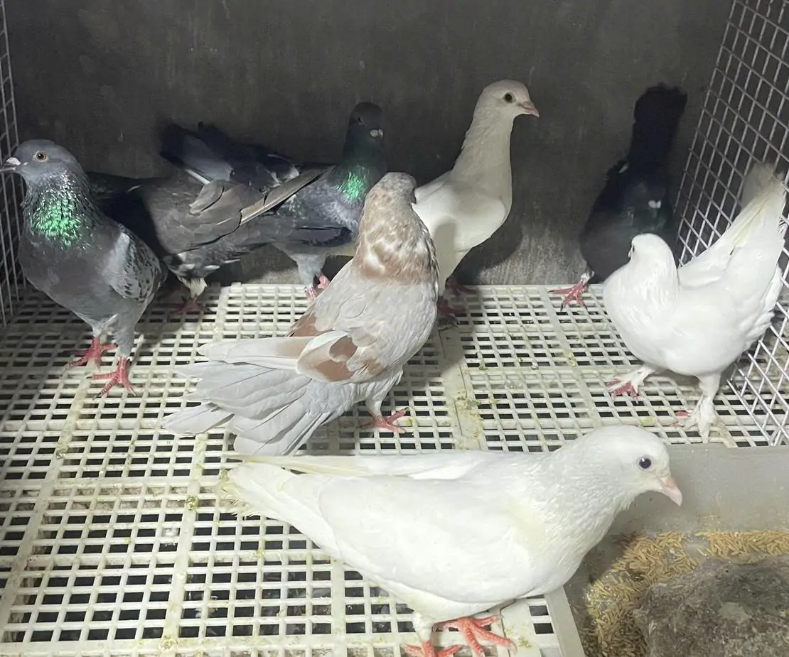 C&aacute;ch chọn giống bồ c&acirc;u n&agrave;o chuẩn để nu&ocirc;i thương phẩm