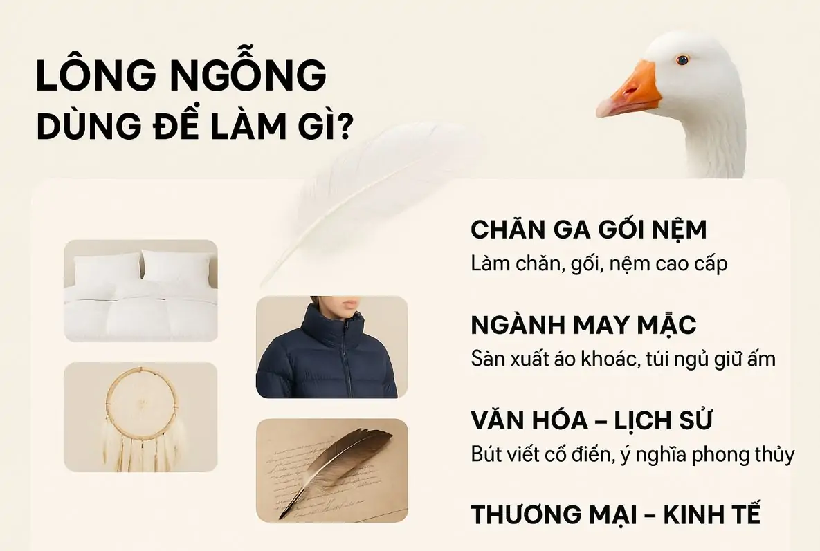 lông ngỗng dùng để làm gì