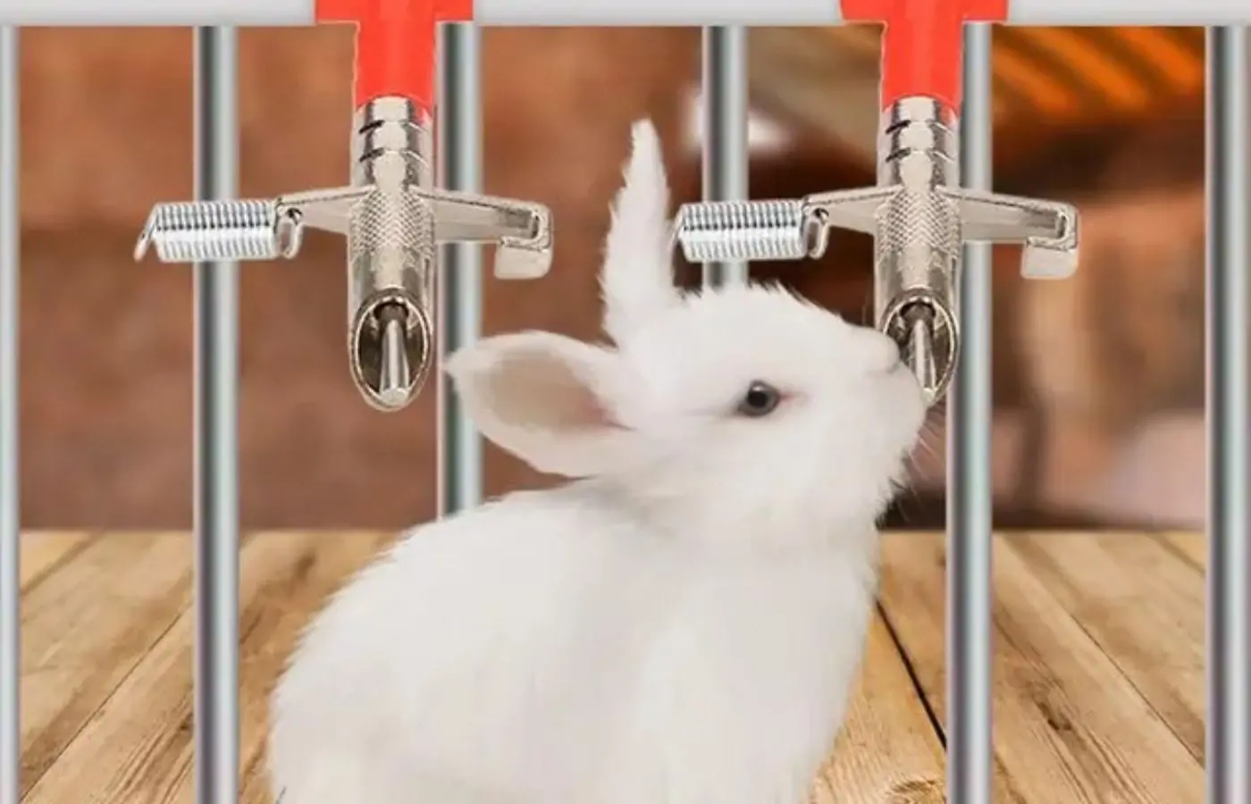 10 Mô Hình Chăn Nuôi Con Giống Độc Lạ, Hiệu Quả Kinh Tế Cao