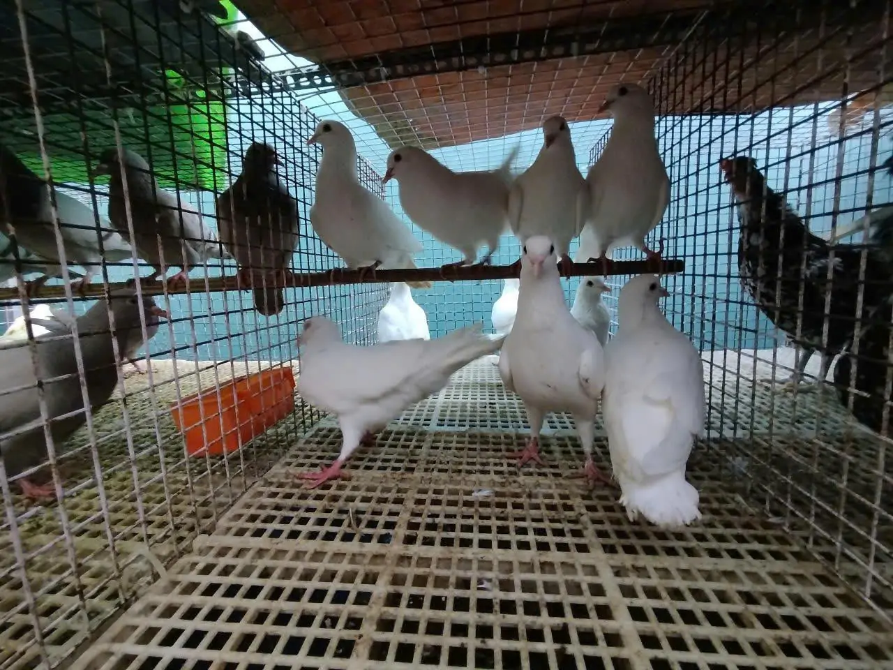 Vì sao bồ câu Titan Thái và Titan Pháp đang chiếm lĩnh thị trường