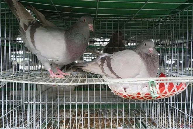 Vì sao bồ câu Titan Thái và Titan Pháp đang chiếm lĩnh thị trường