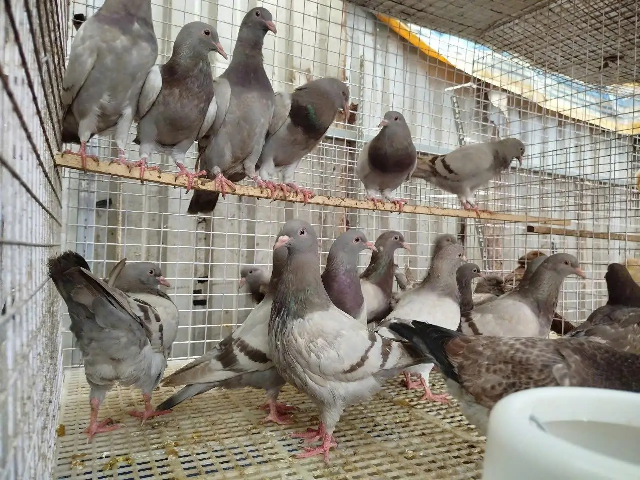 Vì sao bồ câu Titan Thái và Titan Pháp đang chiếm lĩnh thị trường