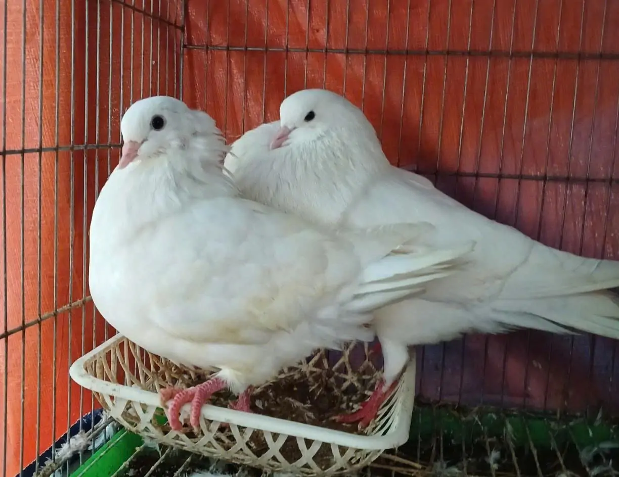 Hạt điều xuất khẩu vượt mốc 5 tỷ USD