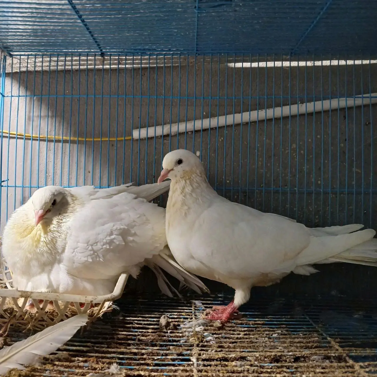 Vì sao bồ câu Titan Thái và Titan Pháp đang chiếm lĩnh thị trường