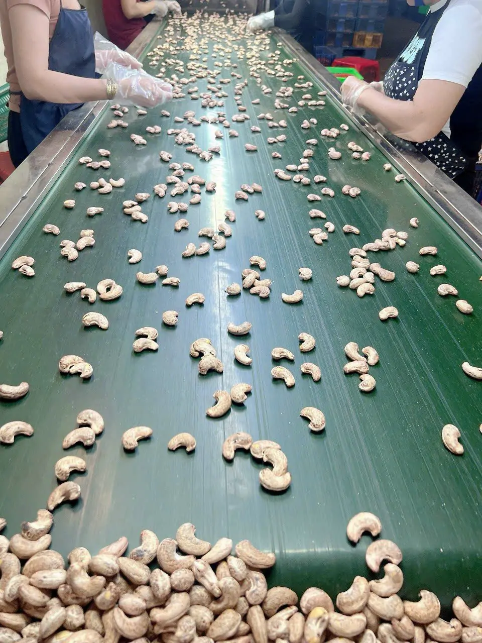 Hạt điều xuất khẩu vượt mốc 5 tỷ USD